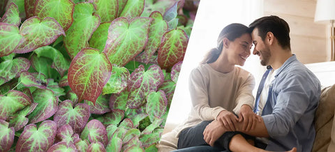 Horny Goat Weed for ED: Ancient Remedy or Modern Myth?