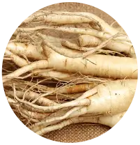 siberian-ginseng-ingre