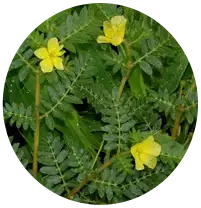 tribulus-terrestris-ingre